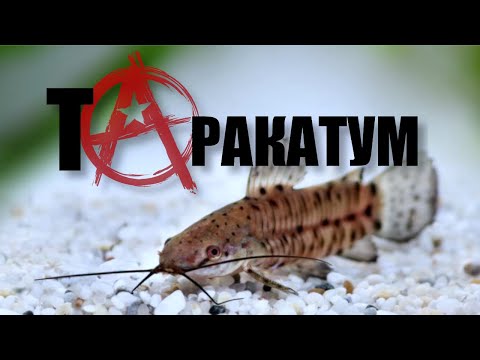Видео: Торакатум: то ли сом, то ли таракан 🐜