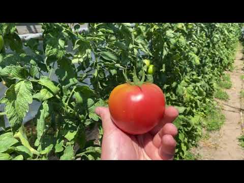 Видео: Тл 18304. Выживает сильнейший.