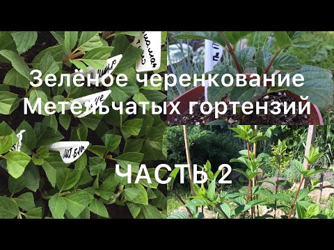 Видео: ЗЕЛЁНОЕ ЧЕРЕНКОВАНИЕ МЕТЕЛЬЧАТЫХ ГОРТЕНЗИЙ. ЧАСТЬ 2