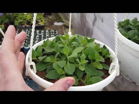 Видео: Липнет Петуния. Что надо делать?