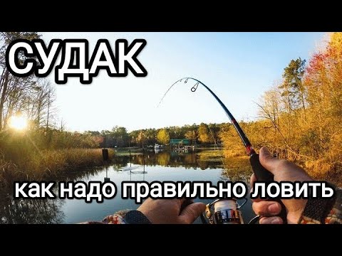 Видео: СУДАК: Как правильно ловить судака.