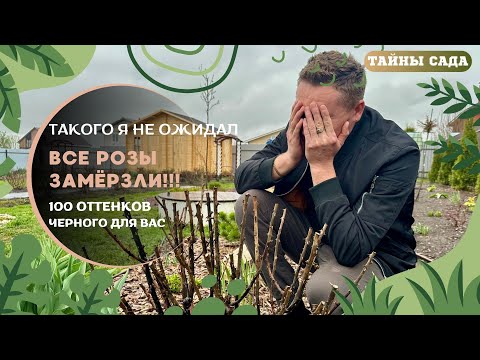 Видео: РОЗЫ ВСЕ ЗАМЁРЗЛИ! 100 ОТТЕНКОВ ЧЕРНОГО ДЛЯ ВАС.