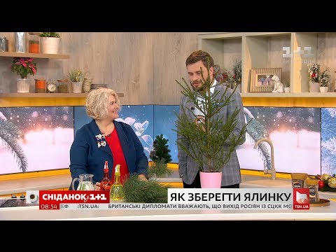 Видео: Как сохранить живую новогоднюю елку дольше