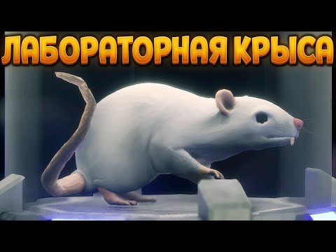 Видео: Я КРЫСА ИЗ ЛАБОРАТОРИИ Cyber Rats