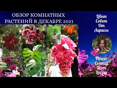Видео: ОБЗОР КОМНАТНЫХ РАСТЕНИЙ В ДЕКАБРЕ 2021