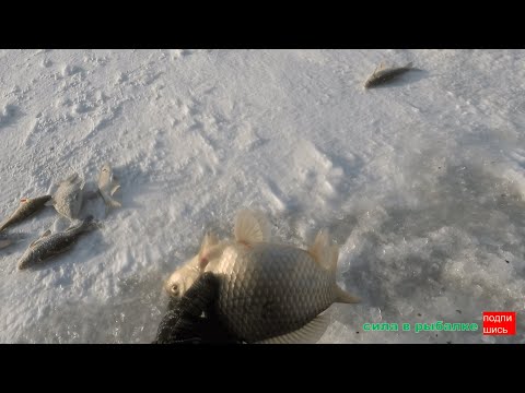 Видео: Открытие зимнего сезона 2023-2024. Рыбалка разнорыбье.