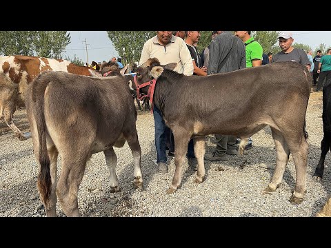 Видео: 16 сентября 2025 г АНДИЖОН ШАХРИХОН ЧУЖА МОЛ БОЗОРИ ЁШ НОВВОСЛАР НАРХЛАРИ ANDIJON SHAXRIHON CHOʻJA
