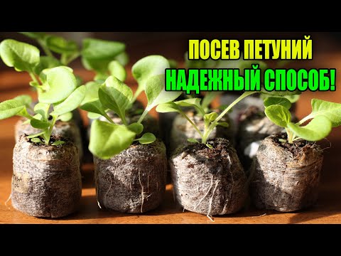 Видео: ПОСЕВ ПЕТУНИИ ПОПУЛЯРНЫМ СПОСОБОМ В ТАБЛЕТКИ!