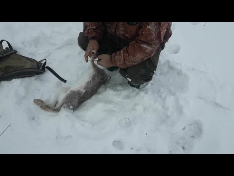 Видео: Охота На Зайца С Гончими! ОЧЕНЬ ИНТЕРЕСНЫЙ ДЕНЬ!!