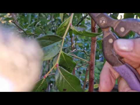 Видео: Обрезка 6-летнего куста голубики сорта яСпартан.