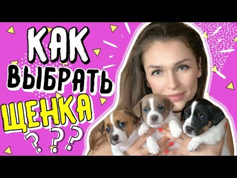 Видео: КАК ВЫБРАТЬ ЩЕНКА? | ТЕСТ КЭМПБЕЛЛА - ОПРЕДЕЛЯЕМ ХАРАКТЕР ЩЕНКА