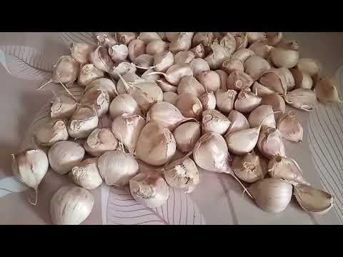 Видео: подготовка и посадка чеснока под зиму, как это делаю я, результат всегда отличный.