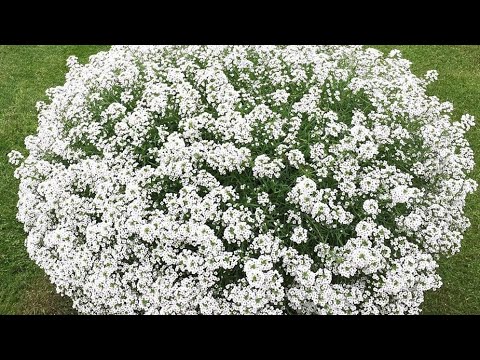 Видео: АЛЛИСУМ УКОРЕНЕНИЕ И РЕЗУЛЬТАТ