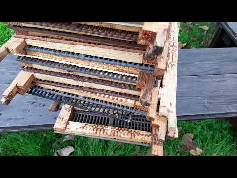 Видео: #89. Пчеловодство, долгоживущая пчела и сильный взяток. Применима ли технология? "Пчела+" "С.К."№ 89