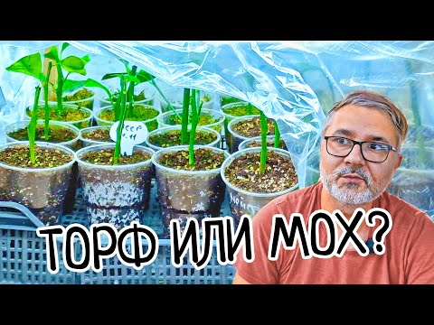 Видео: Какой ГРУНТ для укоренение черенков ТОРФ или МОХ! Вот это РЕЗУЛЬТАТ! Лучшие саженцы лимона мейера.