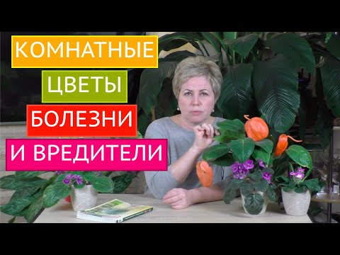 Видео: БОЛЕЗНИ И ВРЕДИТЕЛИ КОМНАТНЫХ РАСТЕНИЙ, МЕТОДЫ БОРЬБЫ С НИМИ! БОЛЬШОЙ ОБЗОР!