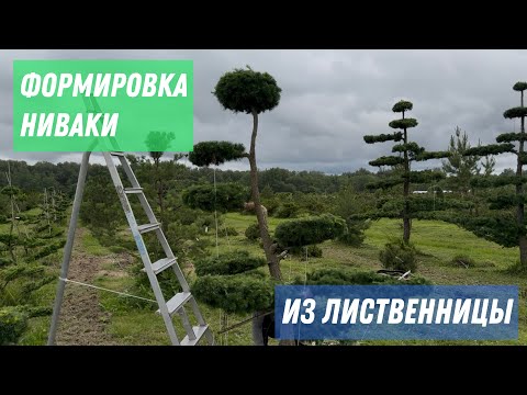 Видео: Как формировать горизонтальные ярусы НИВАКИ / Архив из питомника Ниваки 26.06.2025