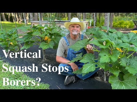 Видео: Как я выращиваю тыкву вертикально, чтобы бороться с тыквенными сверлильщиками!