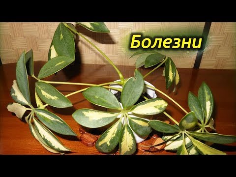 Видео: Как спасти шеффлеру. Болезни Шеффлеры и способы их лечения.