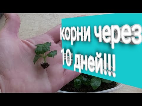 Видео: 🌱Корни гортензии Самарская  Лидия 🌱#черенкование #гортензия #метельчатаягортензия