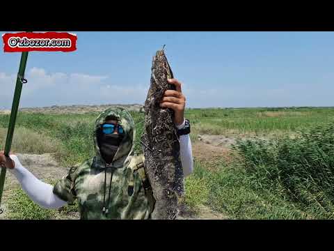 Видео: Бугунги ов хам яхши бўлди