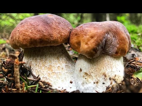 Видео: БЕЛЫЕ ГРИБЫ СОШЛИ С УМА!!! ОГРОМНЫЕ ПОЛЯНЫ БЕЛЫХ ГРИБОВ В ИЮЛЕ 2020 ГОДА!