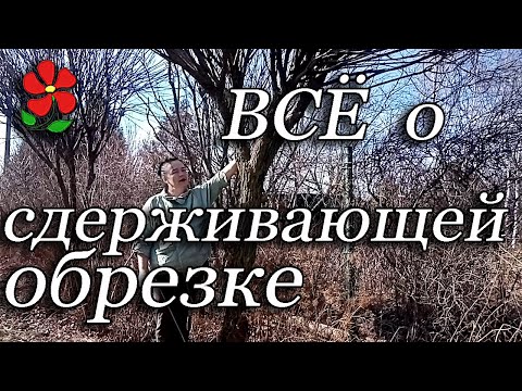 Видео: Всё о сдерживающей обрезке. Нюансы любых видов обрезки.