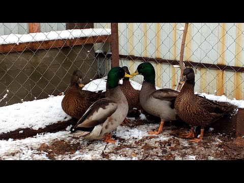 Видео: Помощницы