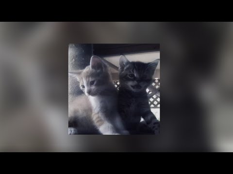 Видео: плейлист || ПОЛМАТЕРИ