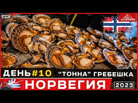 Видео: Нашли тонну гребешка.Собераем крупный гребешок в Норвежском море.Подводная охота в Норвегии день 10