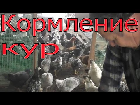 Видео: Кормление кур | Чем я кормлю кур?