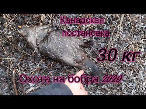 Видео: Охота на бобра 2020 Канадская постановка капкана КП 320