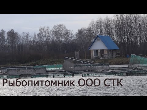 Видео: Выращивание рыбы АЛТАЙСКИЙ КРАЙ