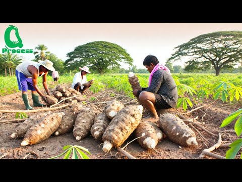 Видео: Удивительное выращивание и сбор маниоки | Потрясающие сельскохозяйственные технологии | Переработ...