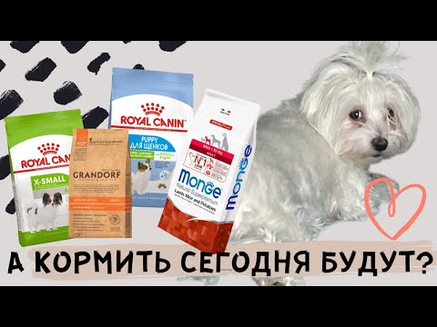 Видео: ЧЕМ МЫ КОРМИМ СОБАКУ/РАЦИОН МАЛЬТИЙСКОЙ БОЛОНКИ