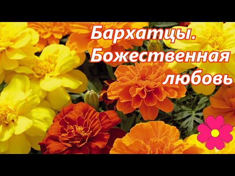 Видео: Бархатцы. Божественная любовь