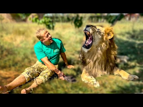 Видео: Почему львам НЕ МОЖНО есть Олега Зубкова и остается ли Чук вожаком???