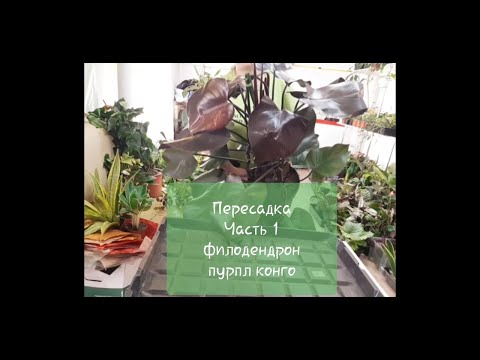 Видео: Пересадка крупного Филодендрона Пурпл Конго. Часть 1.