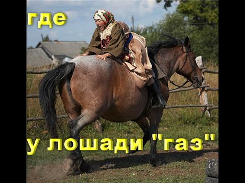 Видео: Где у лошади "газ"? Или что такое правильный посыл к троганью.