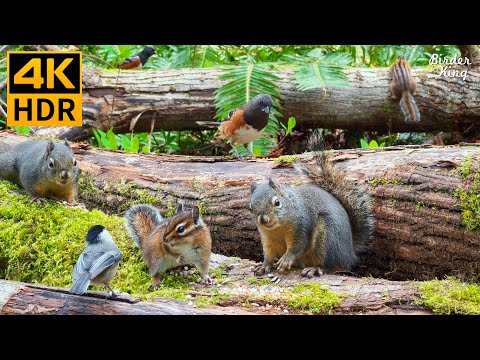 Видео: КОШКА ТВ 😺 Красивые птицы и белки в лесу 🐿 8 часов 4K HDR