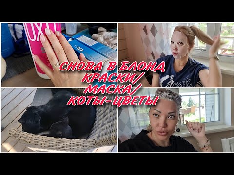 Видео: 80 ПОКРАСИЛА ВОЛОСЫ/РЕЗУЛЬТАТ/СЛОЖНЫЙ БЛОНД/ПЕРЕСАДИЛА ГЕРБЕРУ/ВЕСЁЛЫЕ КОШКИ/МАСКА ДЛЯ ЛИЦА🌸