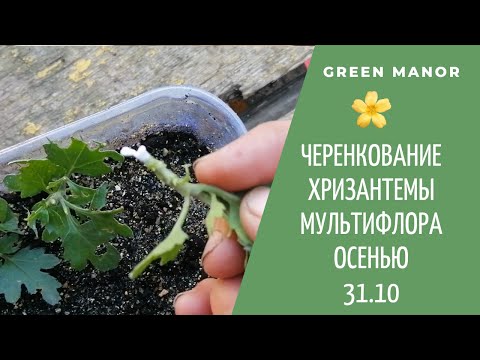 Видео: #Черенкование  хризантемы #мультифлора  осенью | Увеличиваем посадочный материал