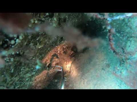 Видео: Подводная охота в черном море.                                            КАК ЕСТЬ.