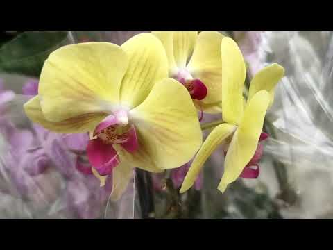 Видео: 21.10.22.ОРХИДЕИ в Оби Мега Парнас..