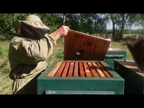 Видео: осенняя выбраковка маток и их замена