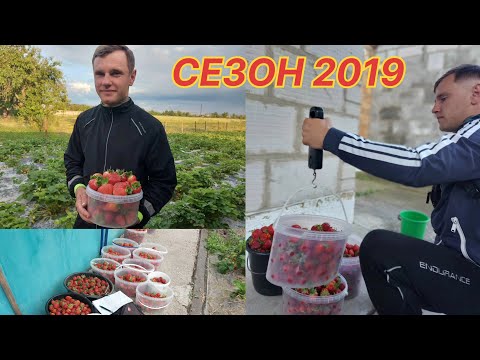 Видео: ТОННА полуниці з 10 соток без КАПЕЛЬНОГО ПОЛИВУ/Нюанси/Сезон 2019