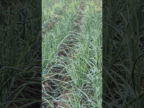 Видео: Машааллоҳ кўзни қувонтиради. #bobodexqonlar