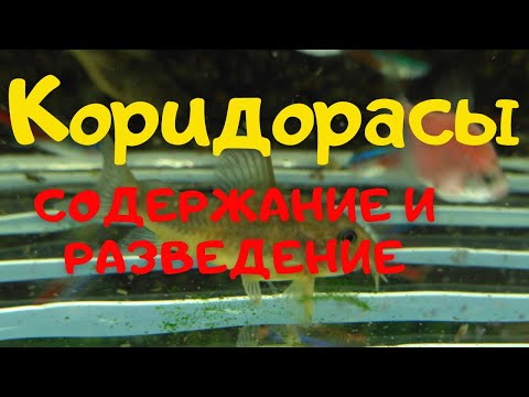 Видео: СОМИКИ - КОРИДОРАСЫ - содержание и разведение.