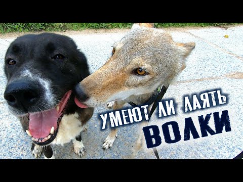 Видео: Умеют ли лаять волки?