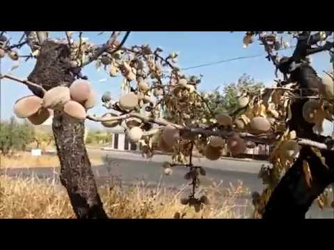 Видео: Миндалевые плантации ;))
